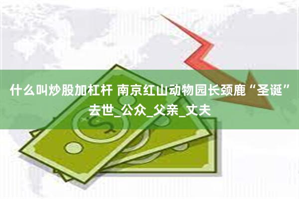 什么叫炒股加杠杆 南京红山动物园长颈鹿“圣诞”去世_公众_父亲_丈夫